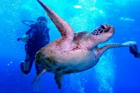 マーヴェラスプレジャー石垣