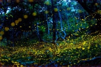 石垣島フィールドガイドSea Beans