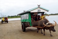 西表ポロロッカ