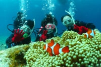 ピュアティ石垣島ダイビングサービス