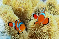 宮古島ダイビングサービス アクアドロップ