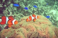 カヤックやまちゃん