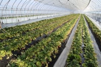 観光いちご園 美土里農園