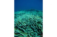 ダイブサービス からはーい