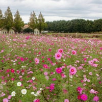 こもれび森のイバライド