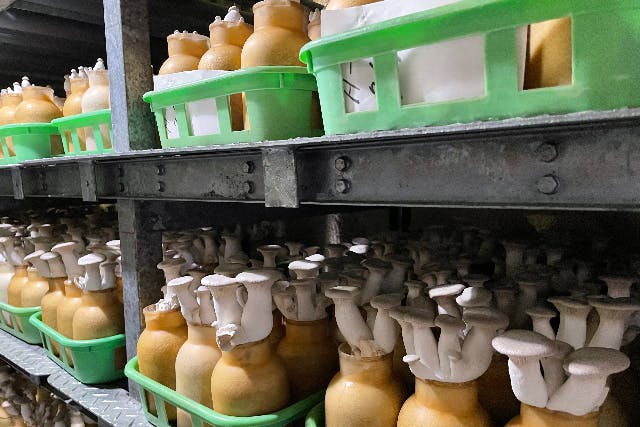 有限会社 北村きのこ園