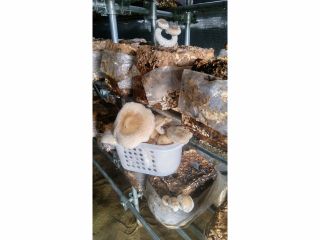 丹羽農園ささやきファーム