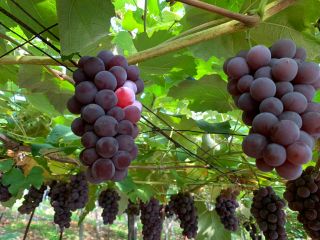 佐藤観光ぶどう狩り園