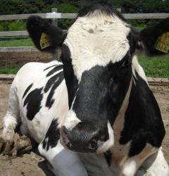 雪印こどもの国牧場