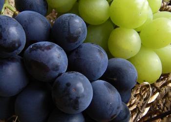 ぶどう狩り　ツチと実