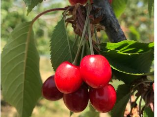 ニトリ観光果樹園
