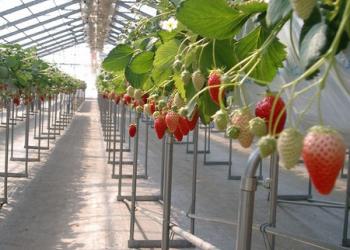 新井ファーム　はっぴーいちご園