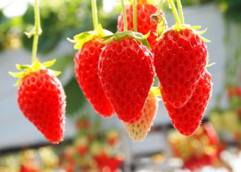 ストロベリーノ下田