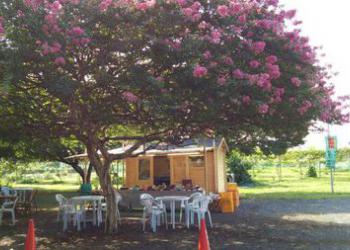所沢　田中ぶどう園