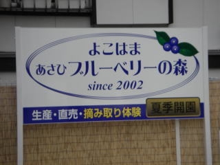 よこはまあさひブルーベリーの森の写真1