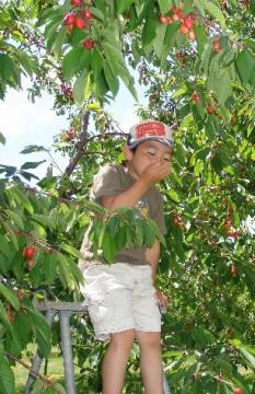 さくらんぼの善盛園