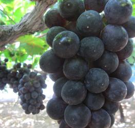 神出観光ぶどう園