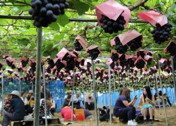 夕日の丘観光農場