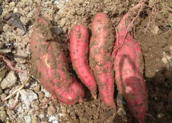 大沢いも掘り農園