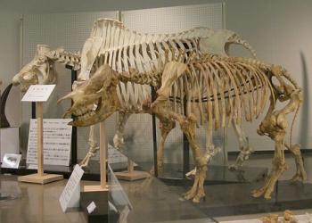 佐野市葛生化石館