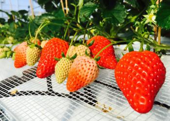 千疋いちご園の写真1