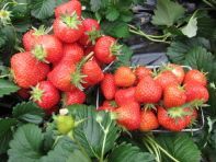 あすかイチゴ狩りパーク