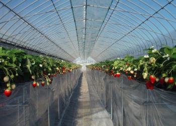 農業法人 大地　下妻農場