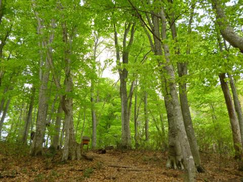 白神の森 遊山道