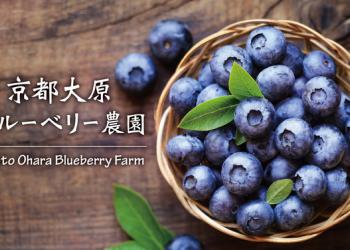 京都大原ブルーベリー農園/京都大原石窯屋