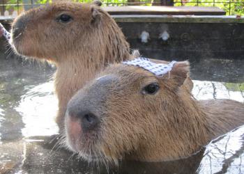 三島市立公園 楽寿園