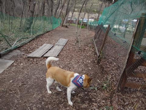 里山ドッグラン サム