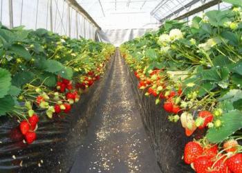 館山いちご狩りセンター