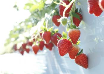 那須高原農園　いちごの森