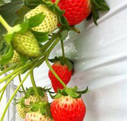 南知多いちごの里