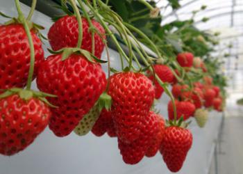 観光農園　たべりん王国