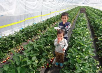 日光ストロベリーパーク