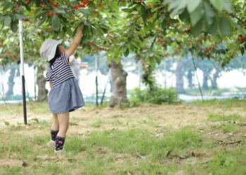 チェリー&ベリーガーデン