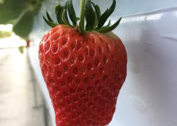 いちご畑　macca