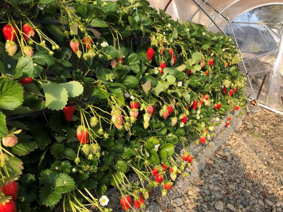 ストロベリーフィールド