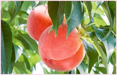 みちのく観光果樹園