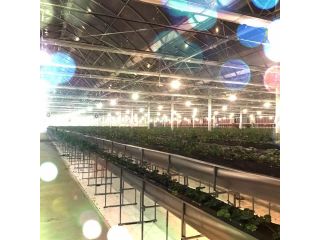 一苺一笑松森農場