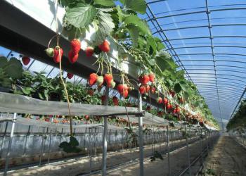 ストロベリーファーム21　いちご狩り農園