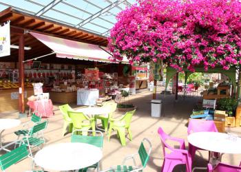 磯山観光いちご園