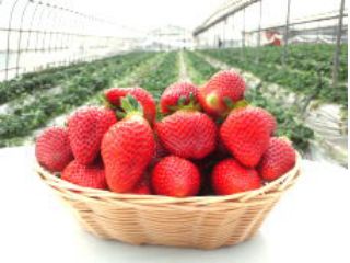 加世田観光農園