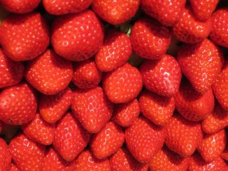 津久井浜観光農園