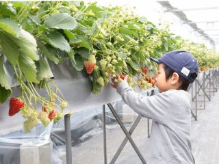 ストロベリーハウス