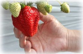 飯島フルーツファーム