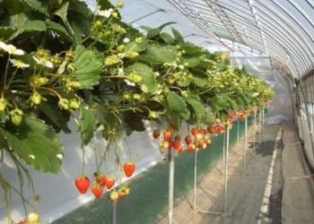 ストロベリーファーム石原