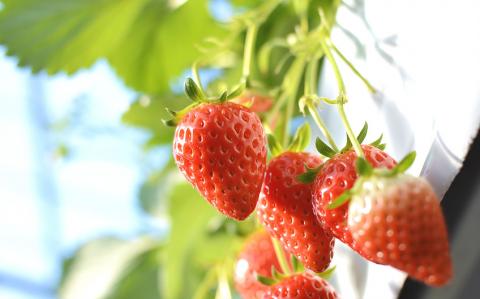 たくみの里 いちごの家