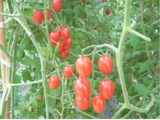 トマト工房えりも